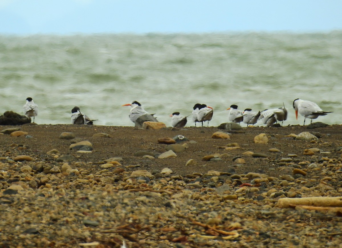 Royal Tern - ML646450228