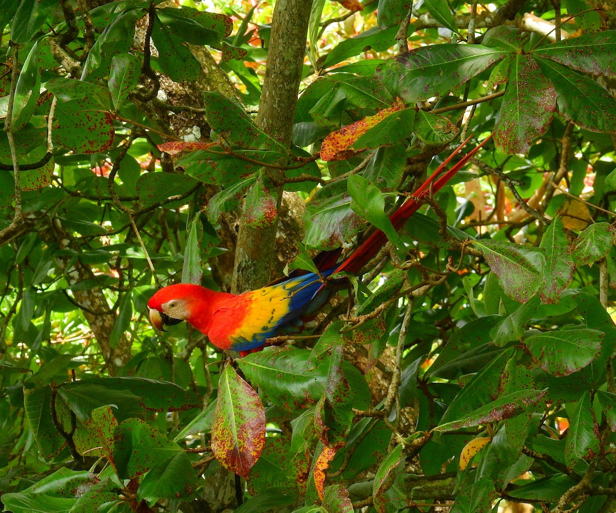 Scarlet Macaw - ML646450229