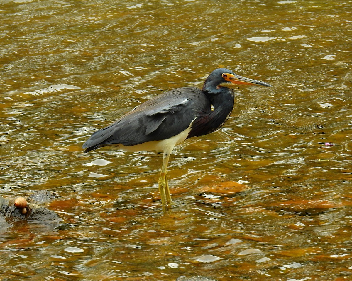 Tricolored Heron - ML646450230
