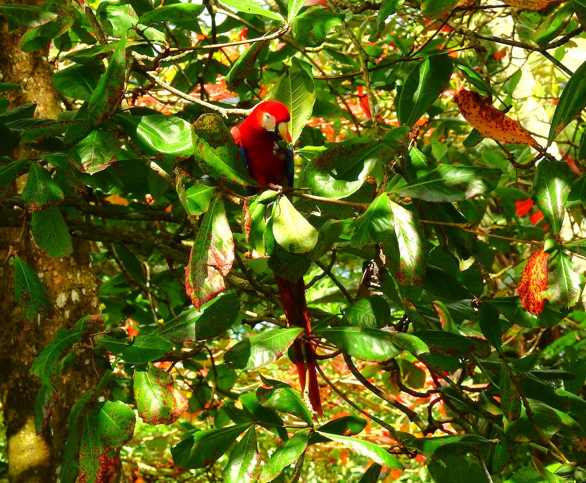 Scarlet Macaw - ML646450231