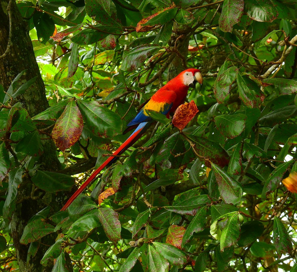 Scarlet Macaw - ML646450232
