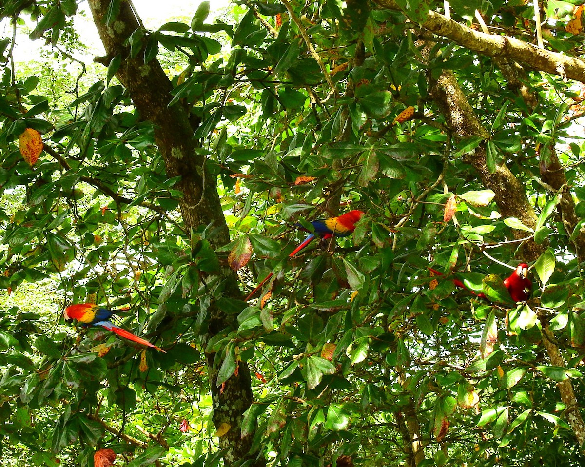 Scarlet Macaw - ML646450233