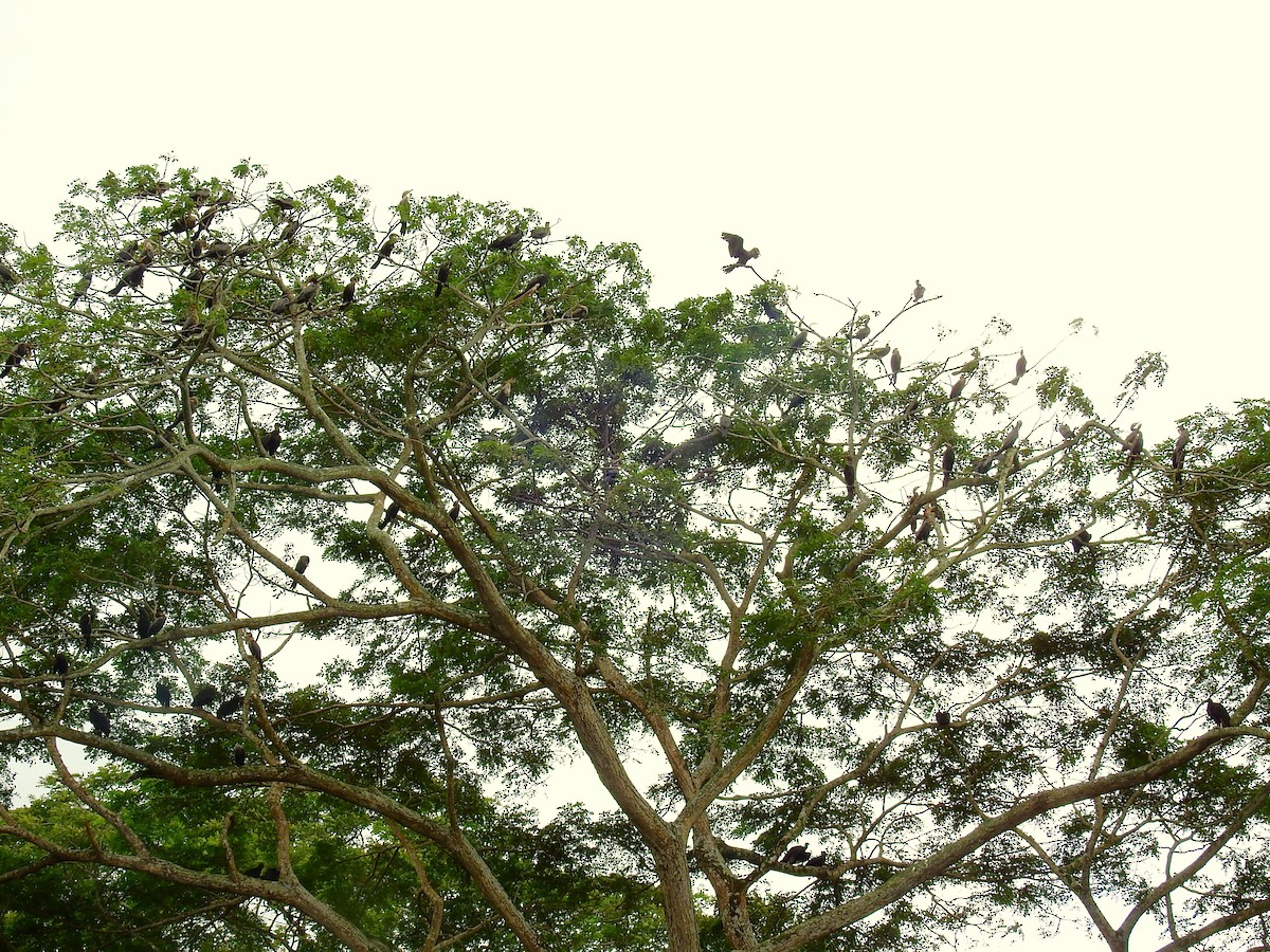 Neotropic Cormorant - ML646450234