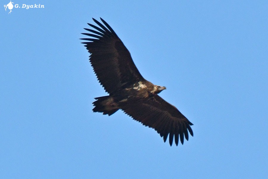 Buitre Negro - ML646450236