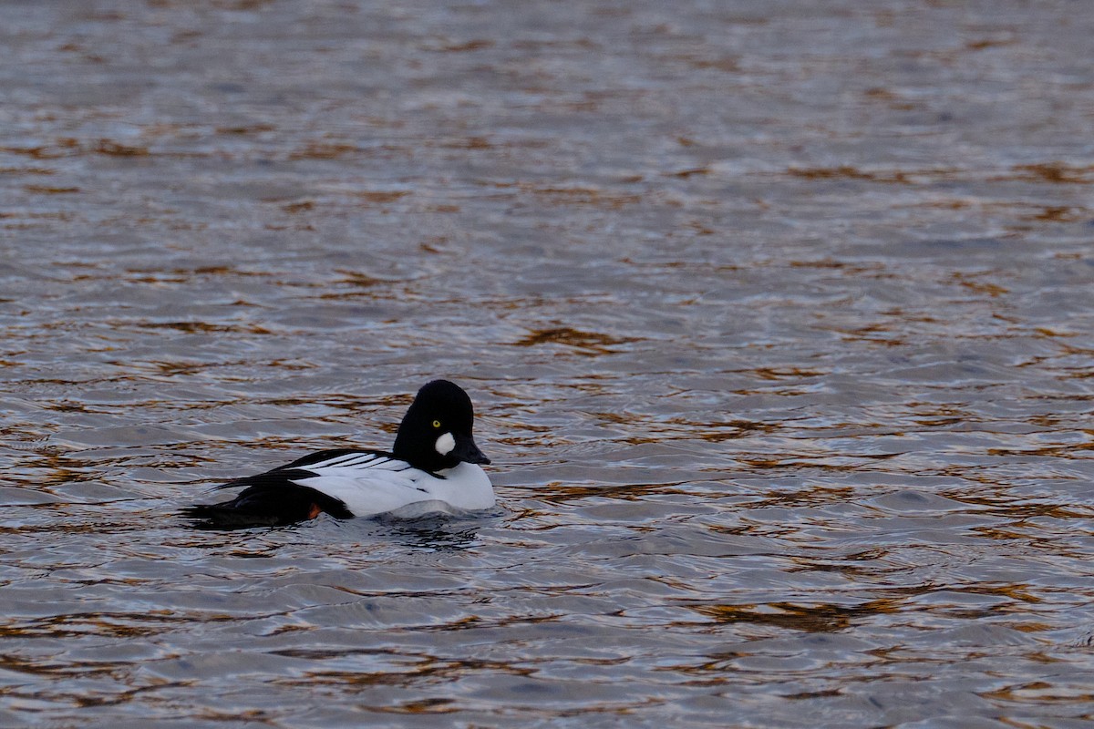 鵲鴨 - ML646450237