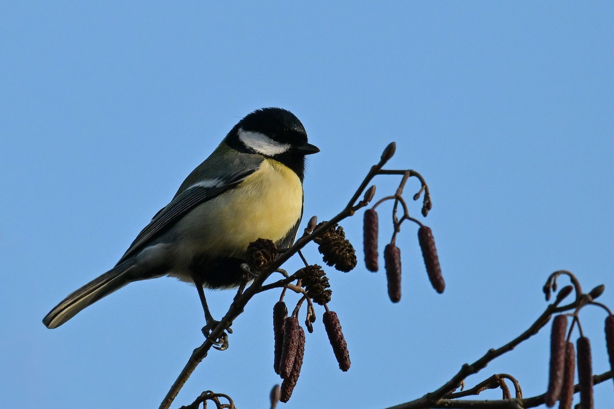 Great Tit - ML646450242