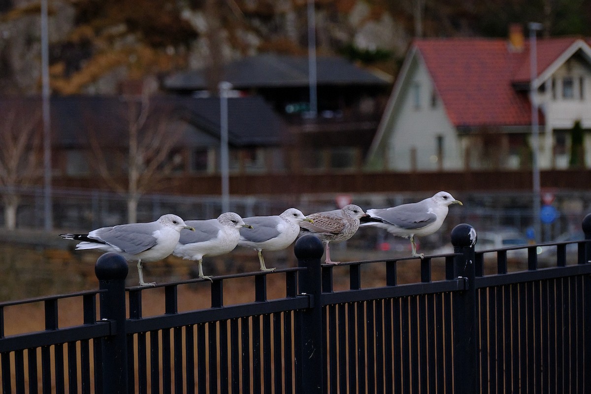 歐亞海鷗 - ML646450243