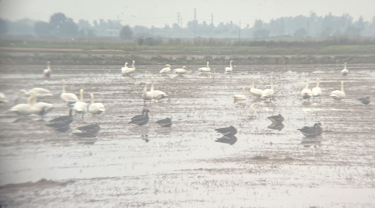 小天鵝 - ML646450246