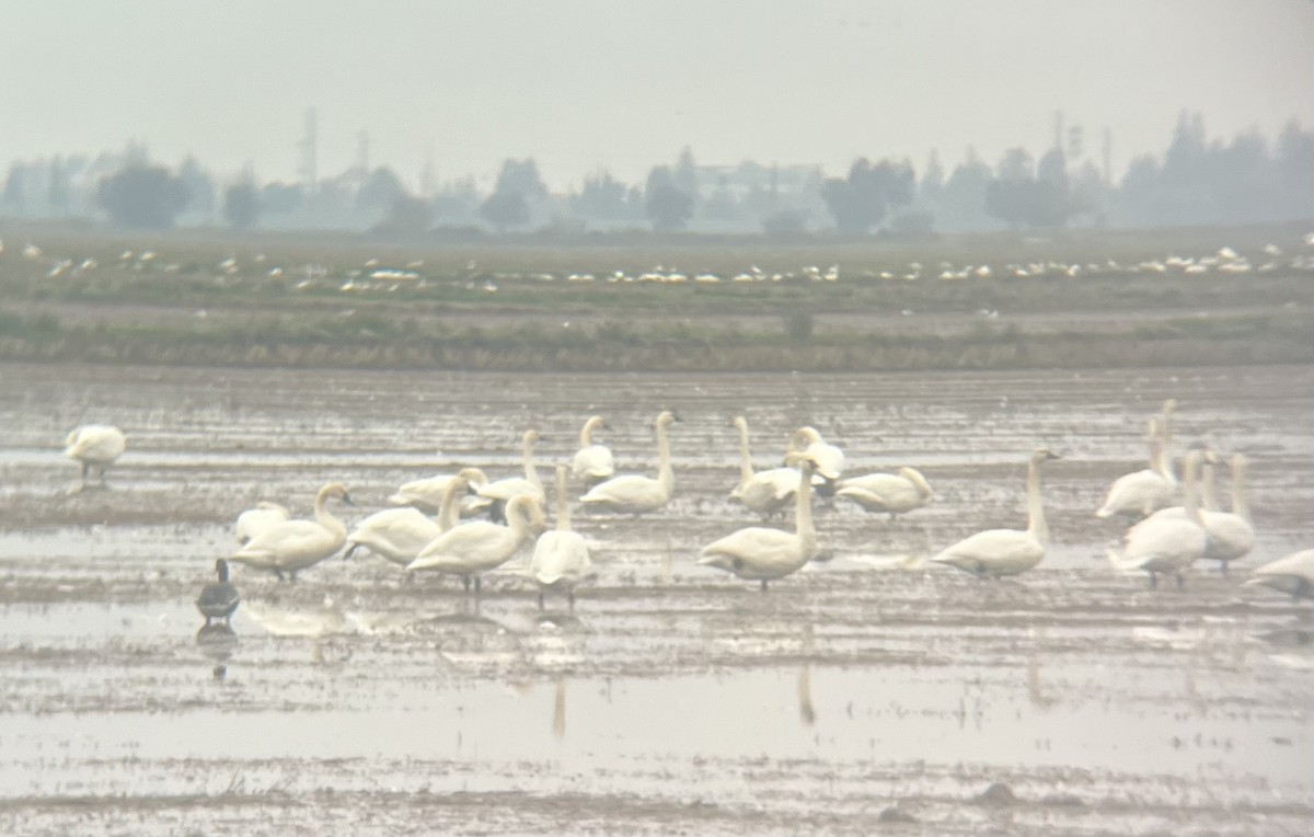 小天鵝 - ML646450247