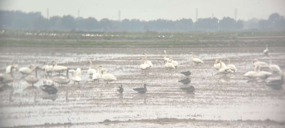 小天鵝 - ML646450248