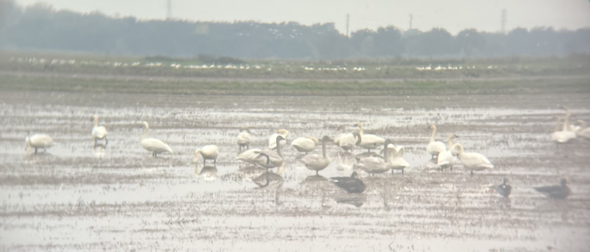 小天鵝 - ML646450249