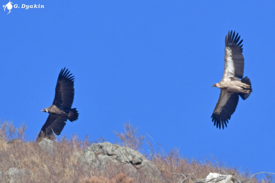 Schneegeier - ML646450250