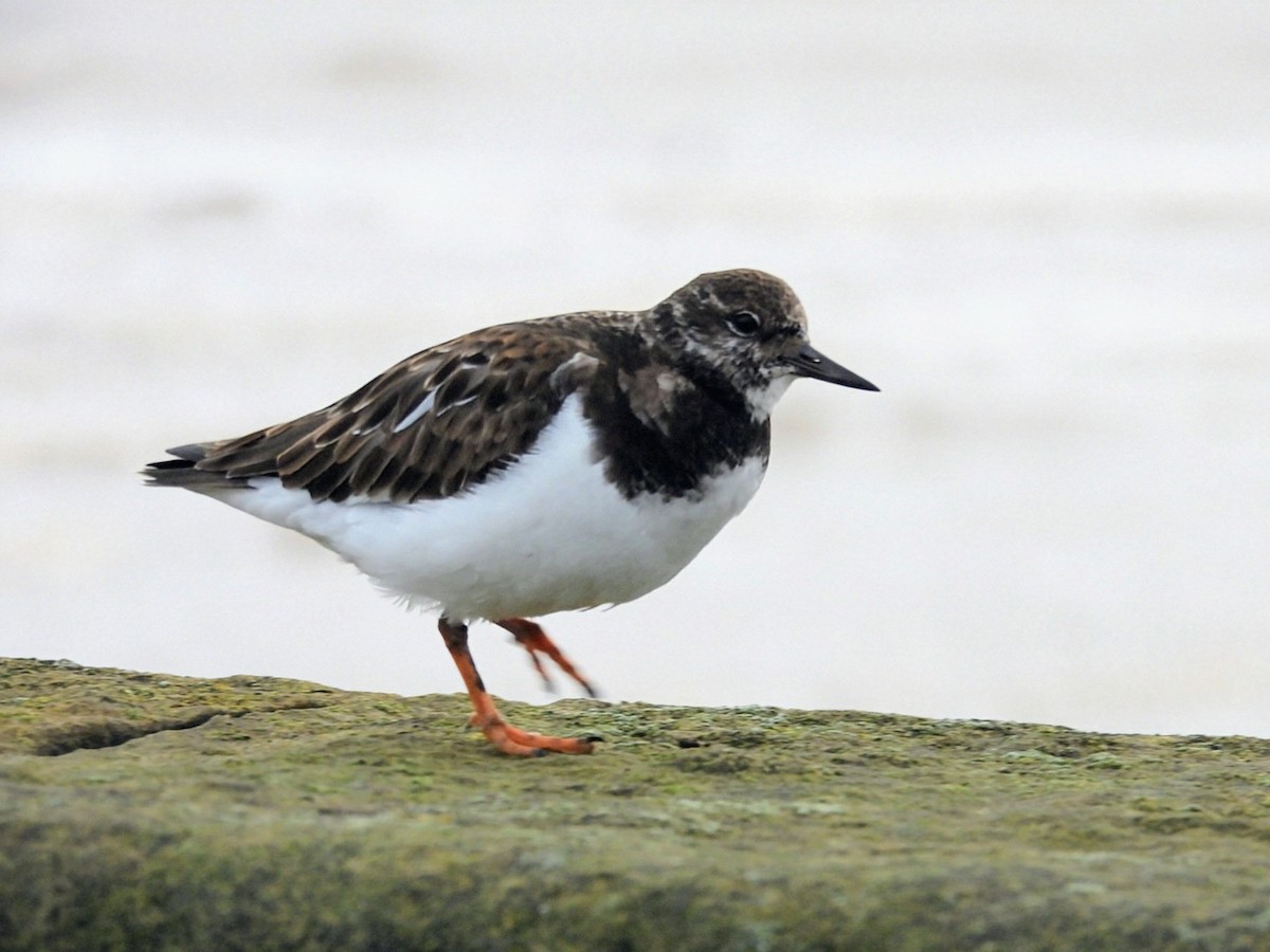 翻石鷸 - ML646450251