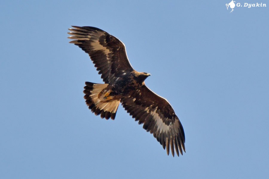 Golden Eagle - ML646450253