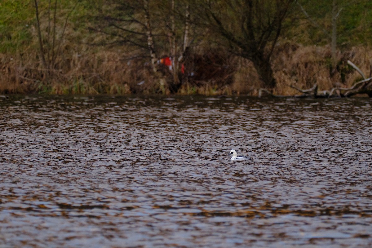 白秋沙 - ML646450254