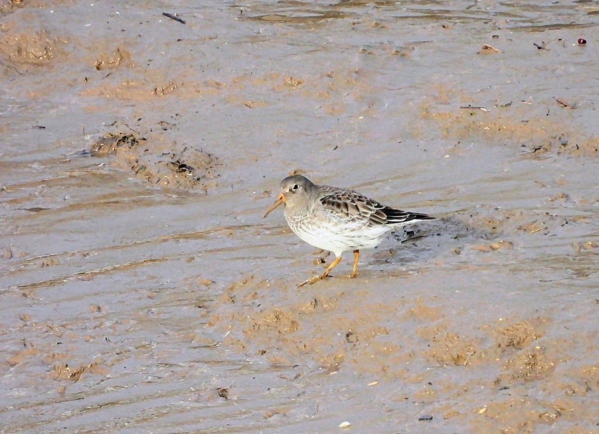 Purple Sandpiper - ML646450255