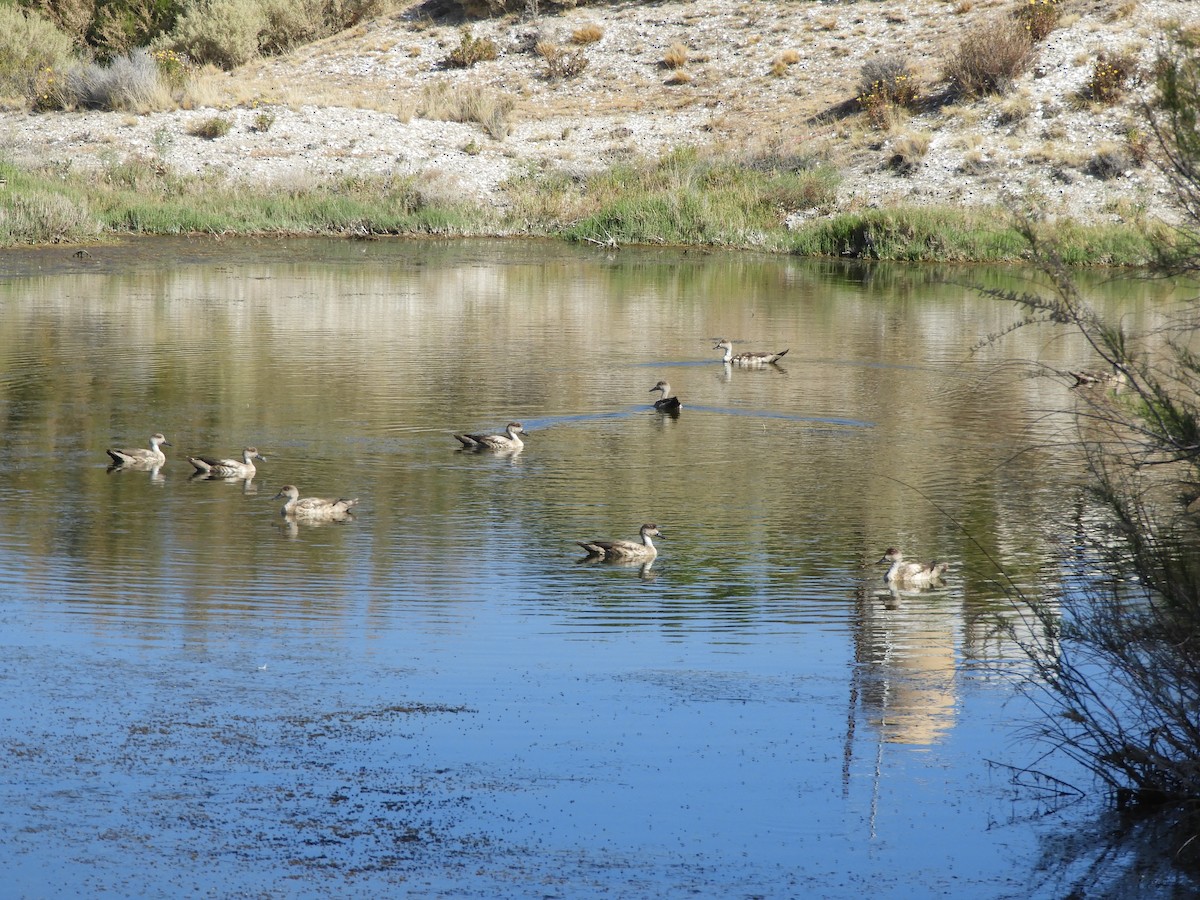 Crested Duck - ML646450256
