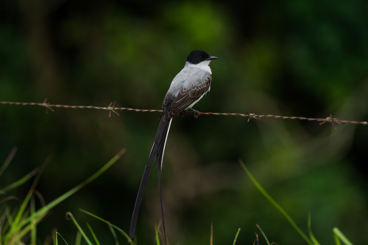 Fork-tailed Flycatcher - ML646450257