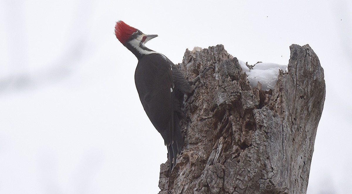 Pileated Woodpecker - ML646450259