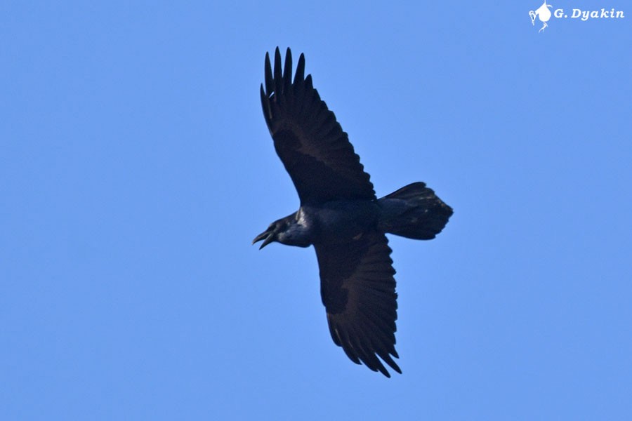 Common Raven - ML646450260