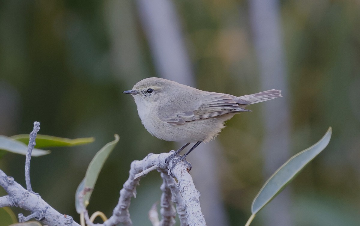 Plain Leaf Warbler - ML646450261