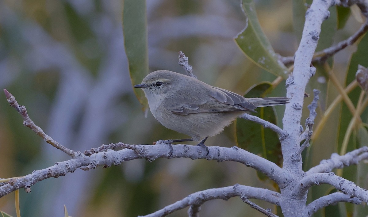 Plain Leaf Warbler - ML646450263