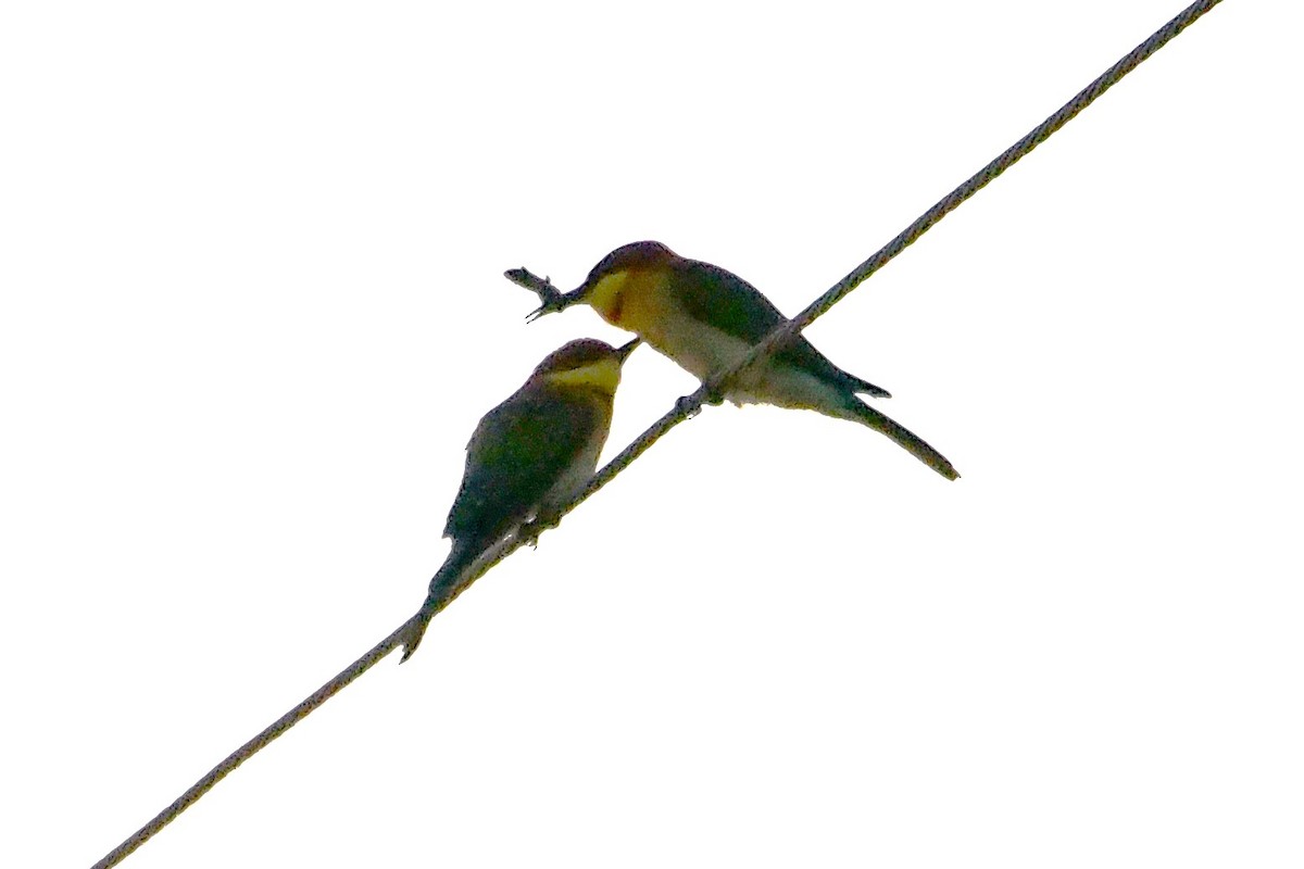 Chestnut-headed Bee-eater - ML646450264
