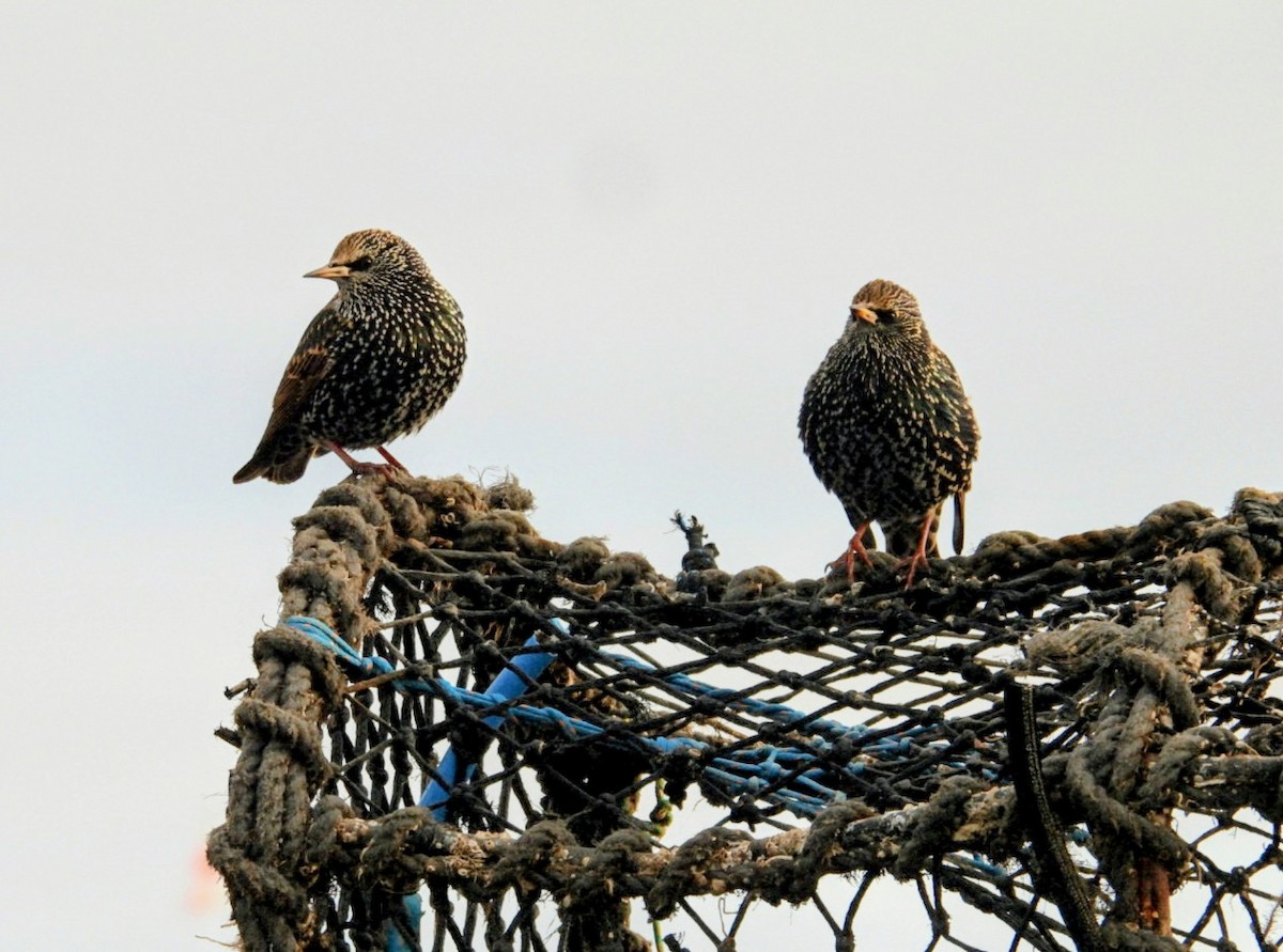 European Starling - ML646450267