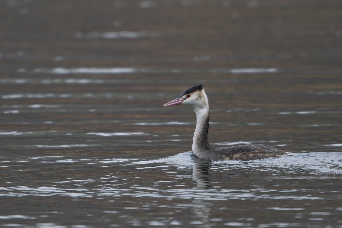 Great Crested Grebe - ML646450268