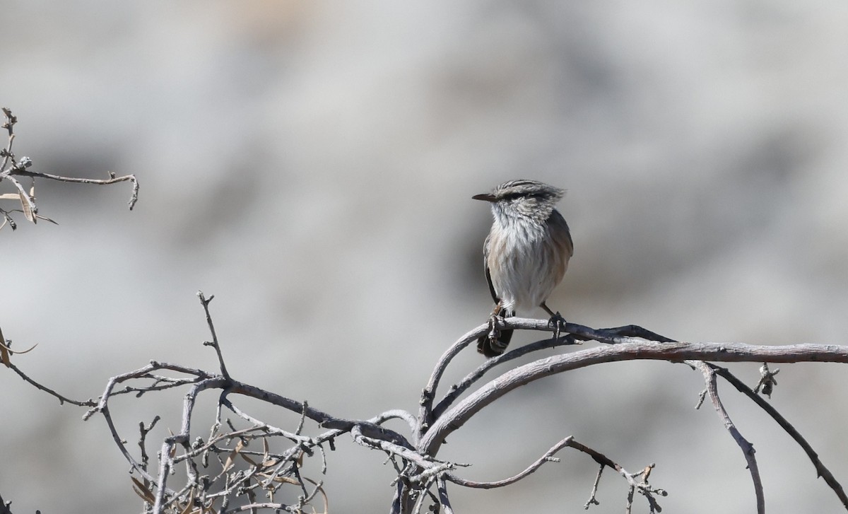 Scrub Warbler - ML646450269