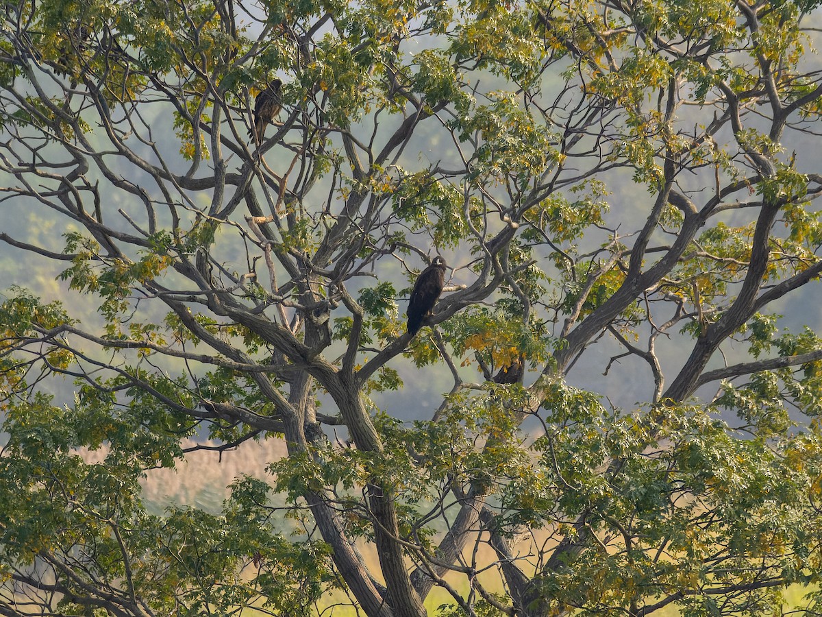 Greater Spotted Eagle - ML646450270