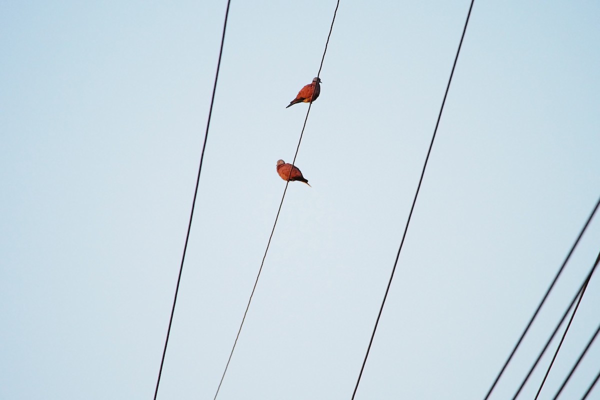 紅鳩 - ML646450272