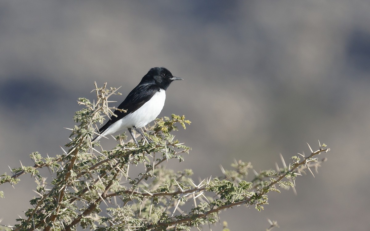 Hume's Wheatear - ML646450273