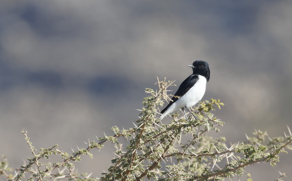 Hume's Wheatear - ML646450274