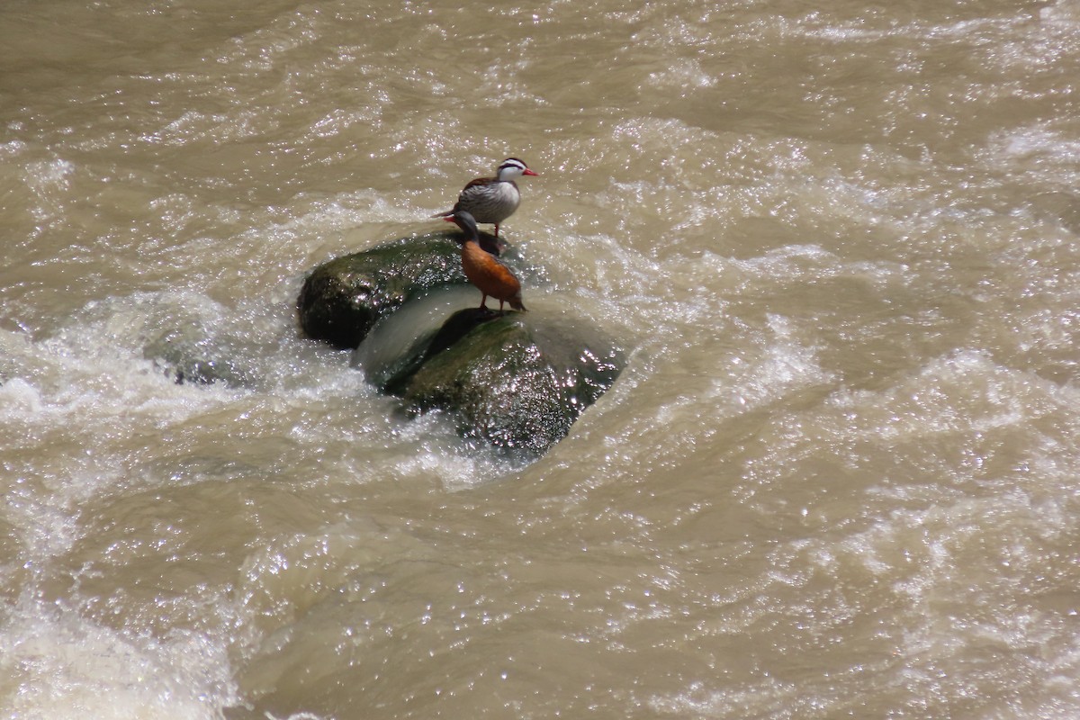 Torrent Duck - ML646450276