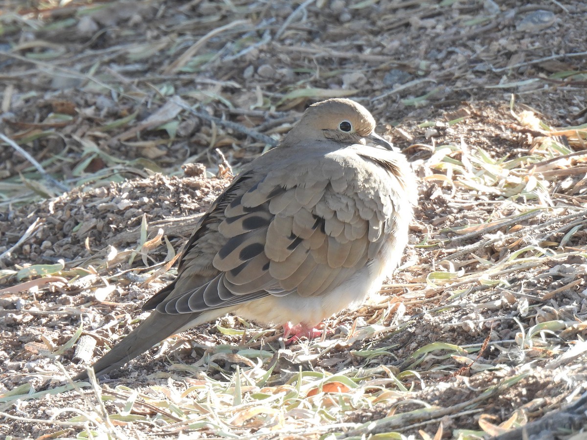 Mourning Dove - ML646450278