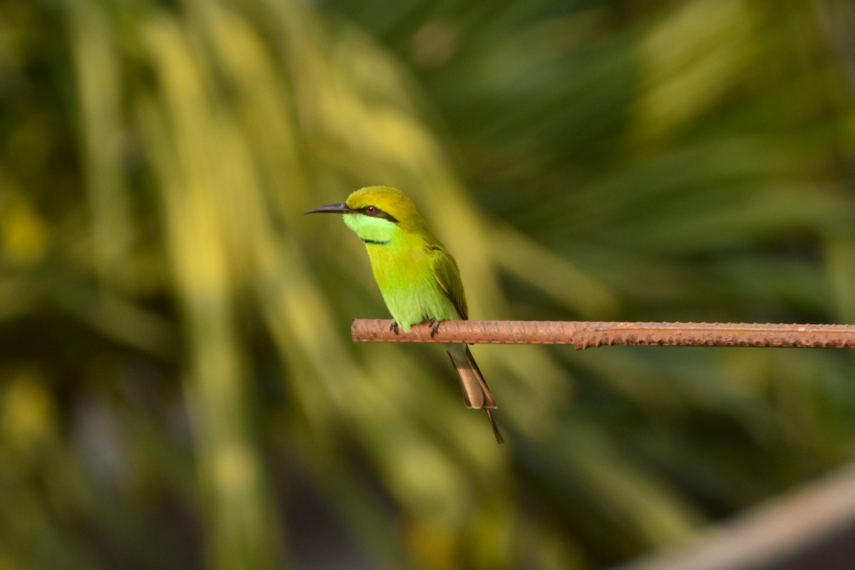 Asian Green Bee-eater - ML646450280