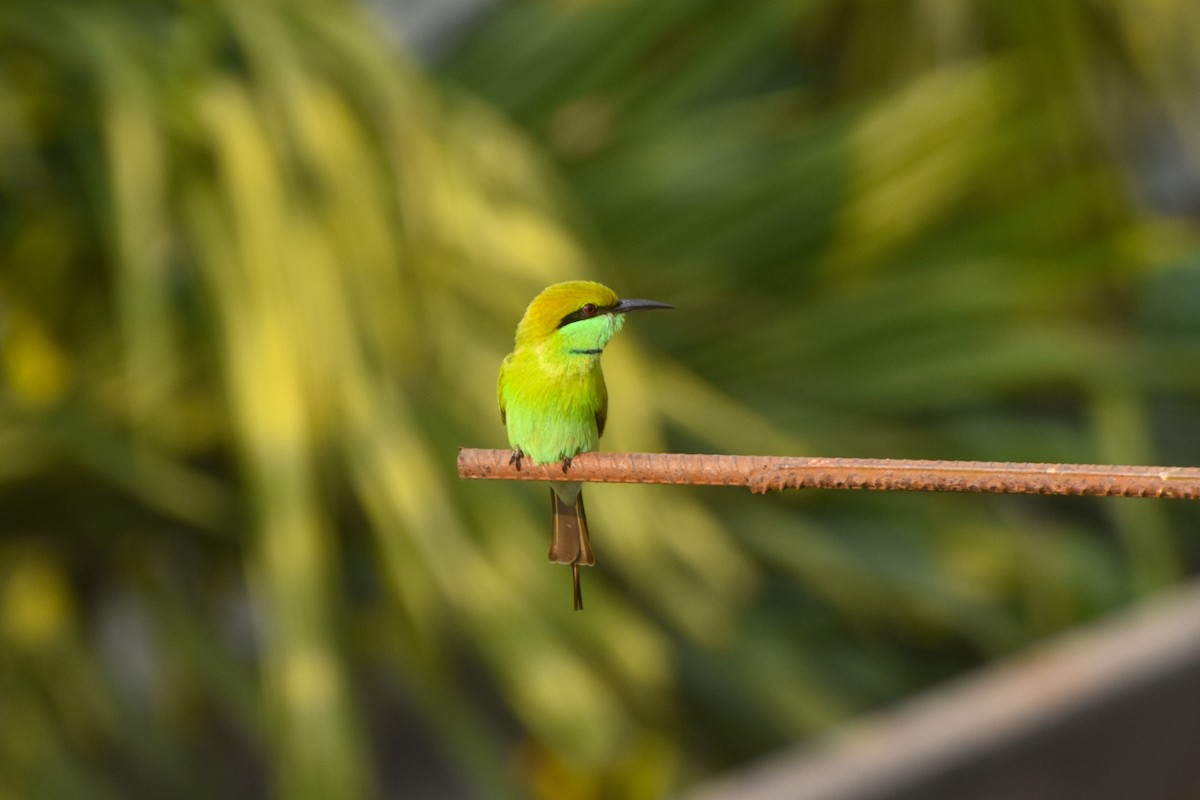 Asian Green Bee-eater - ML646450281