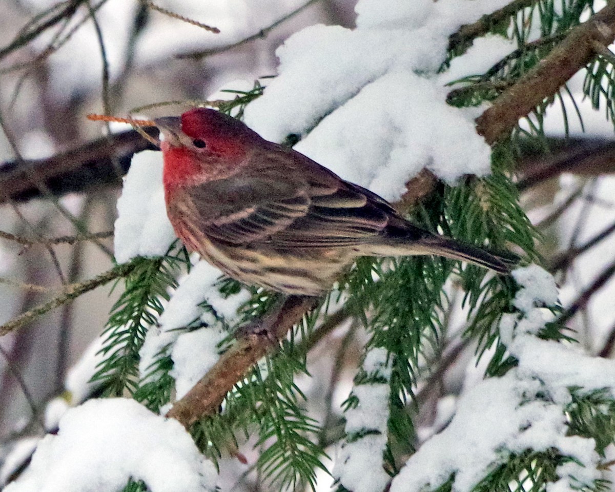 House Finch - ML646450283