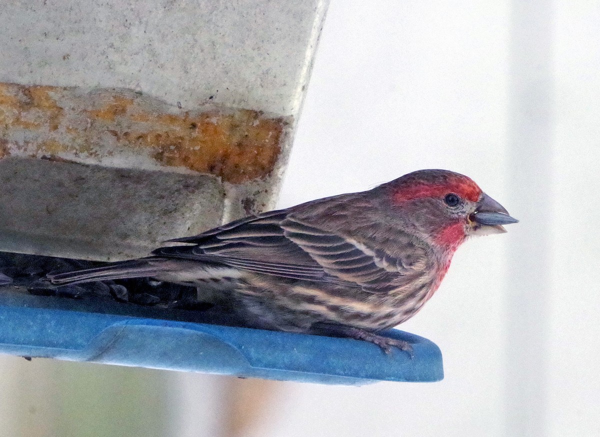 House Finch - ML646450284