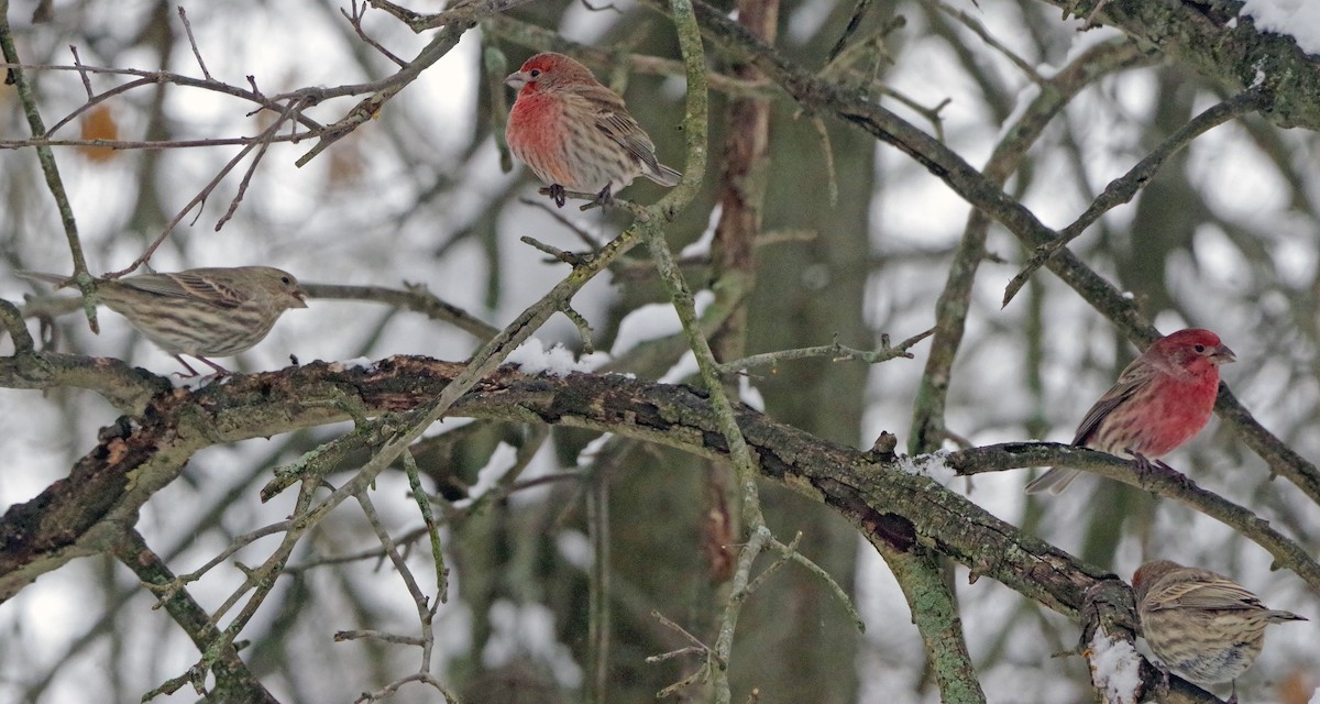 House Finch - ML646450285