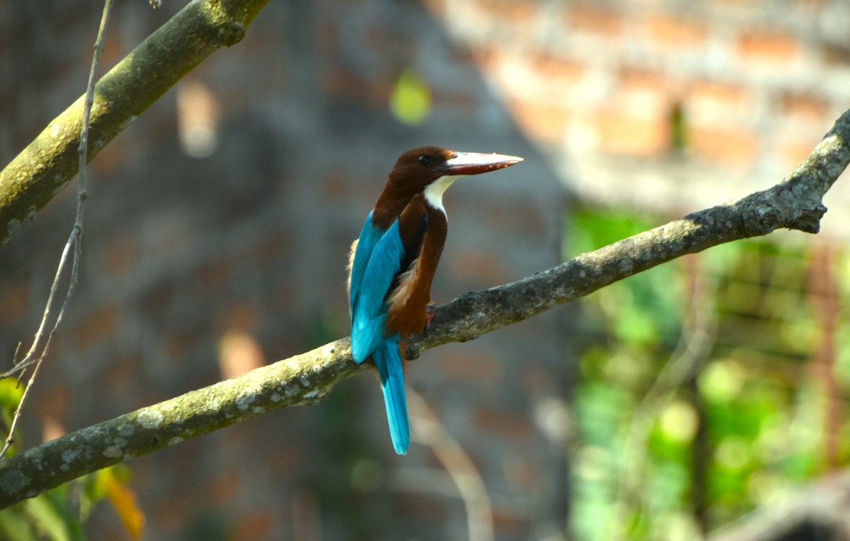 White-throated Kingfisher - ML646450286