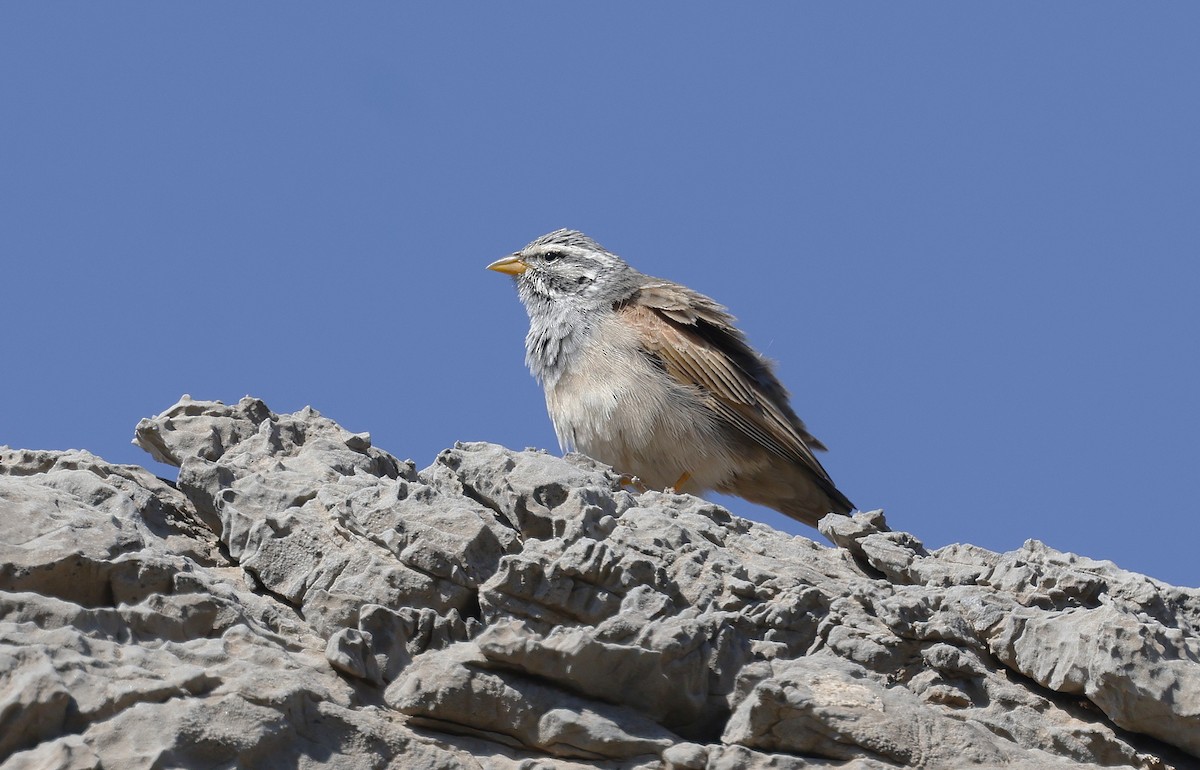 Striolated Bunting - ML646450289