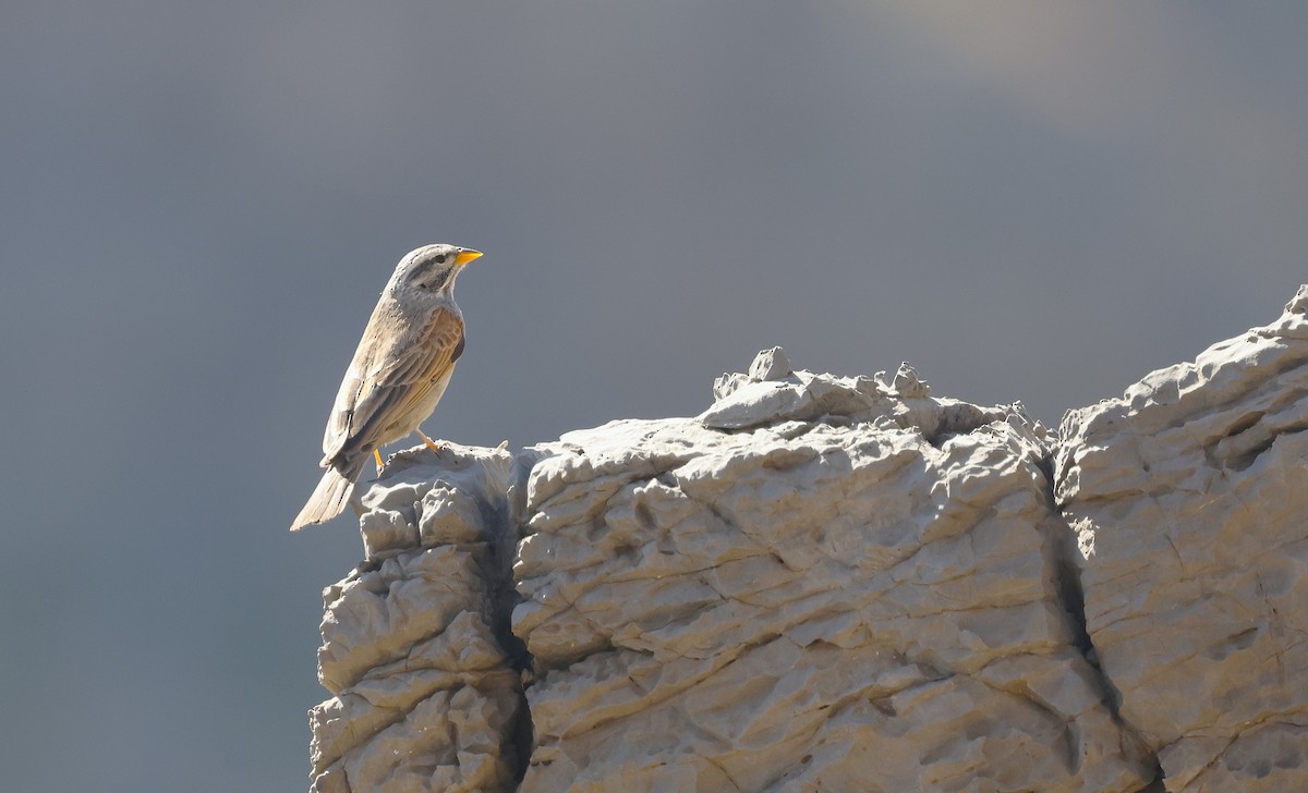 Striolated Bunting - ML646450290