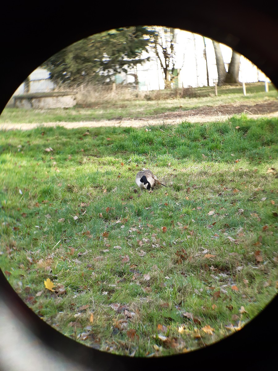 Canada Goose - ML646450291