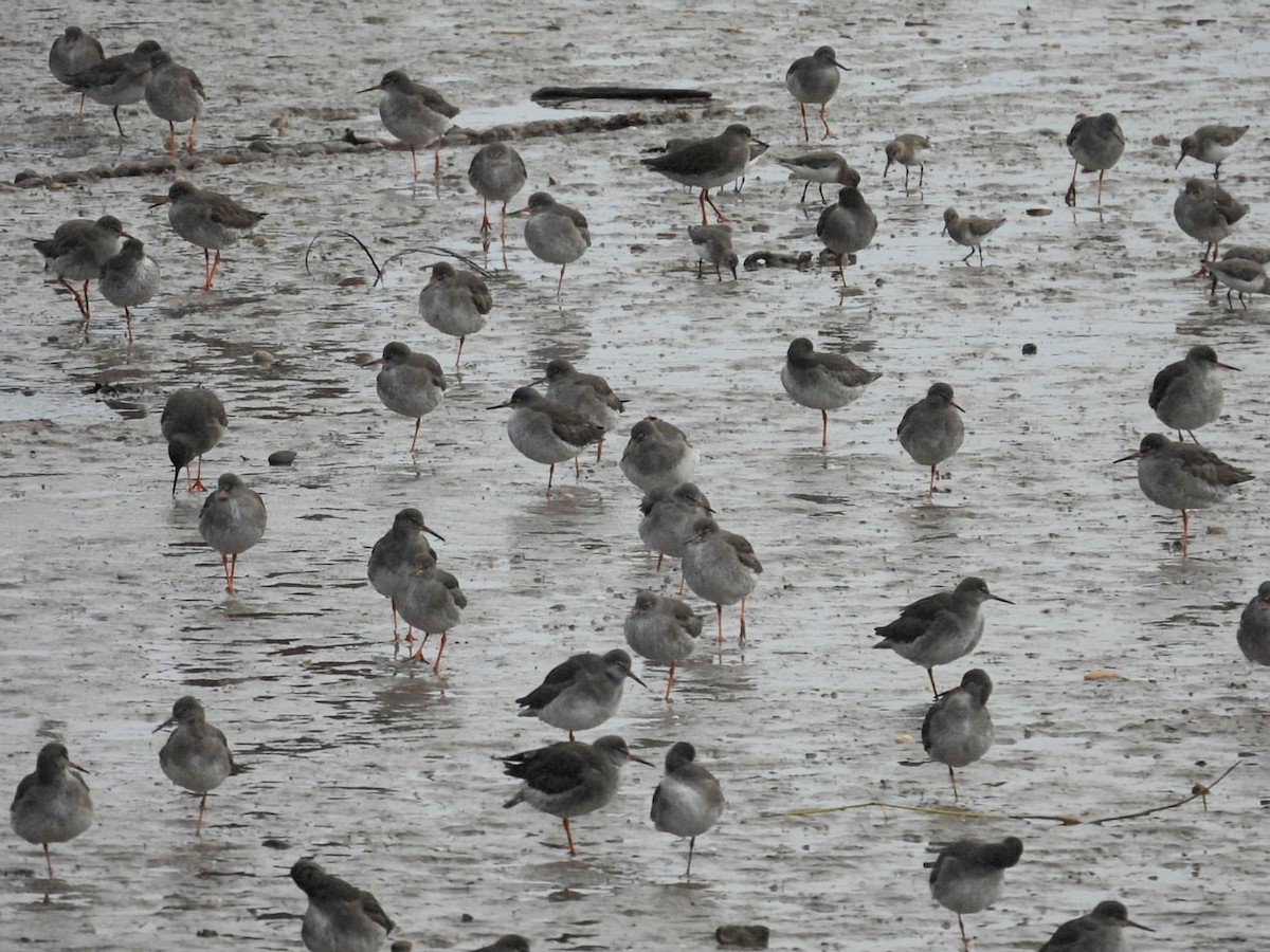 Common Redshank - ML646450292