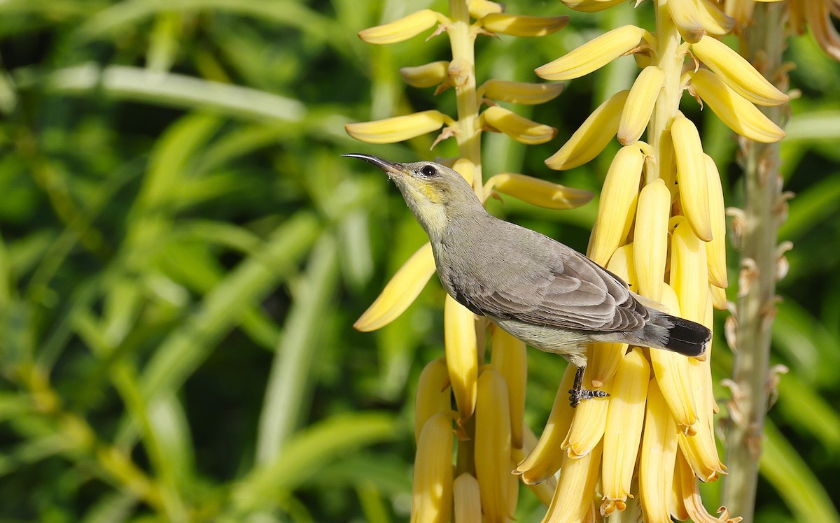 Purple Sunbird - ML646450293