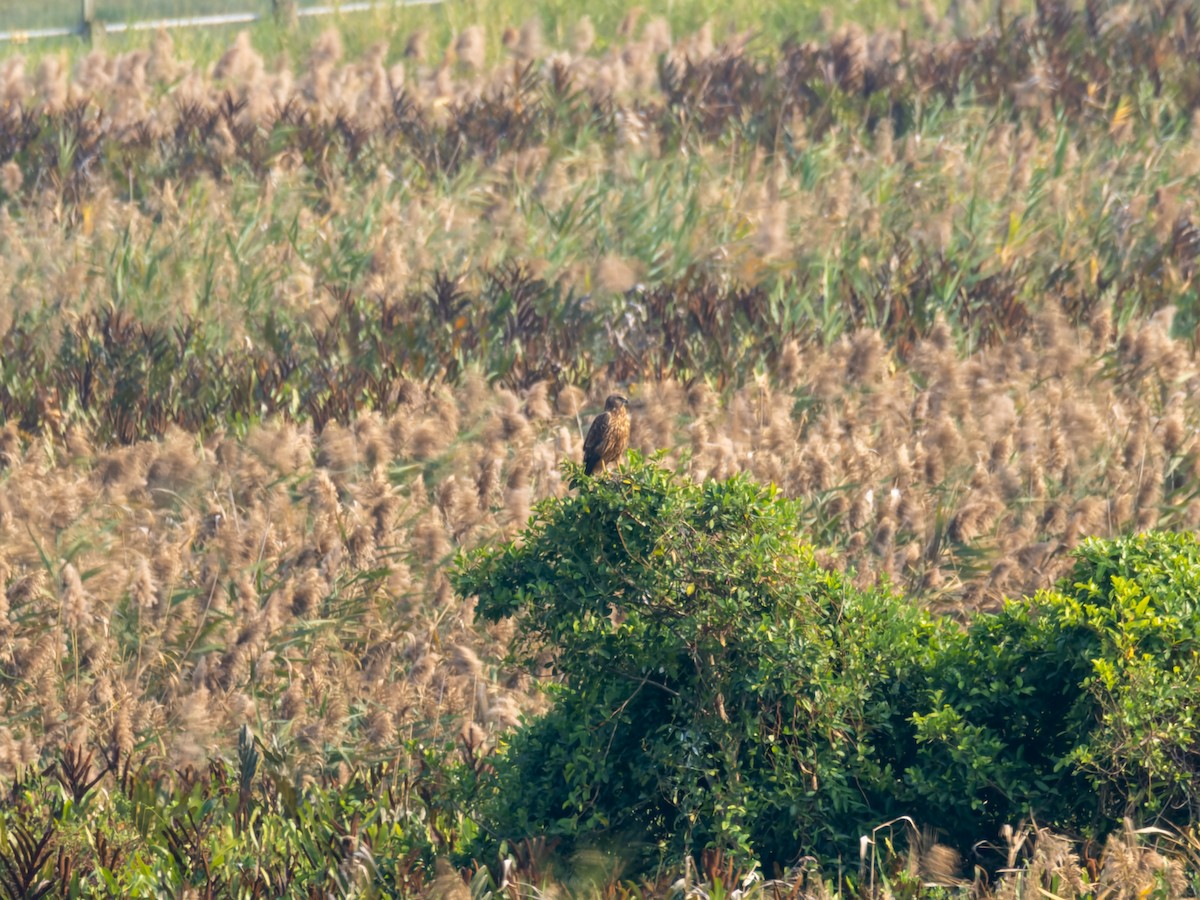 Eastern Marsh Harrier - ML646450295