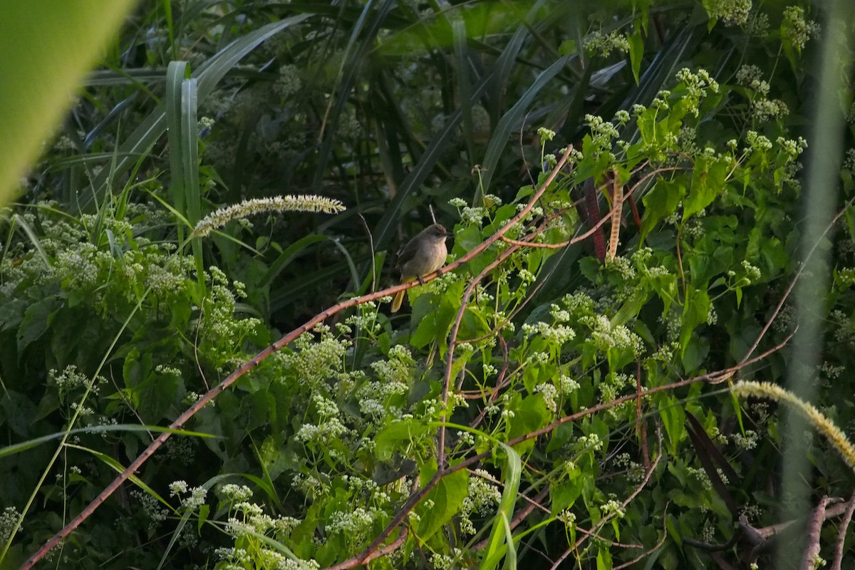 Streak-eared Bulbul - ML646450296