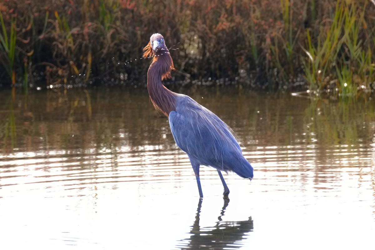 Reddish Egret - ML646450297
